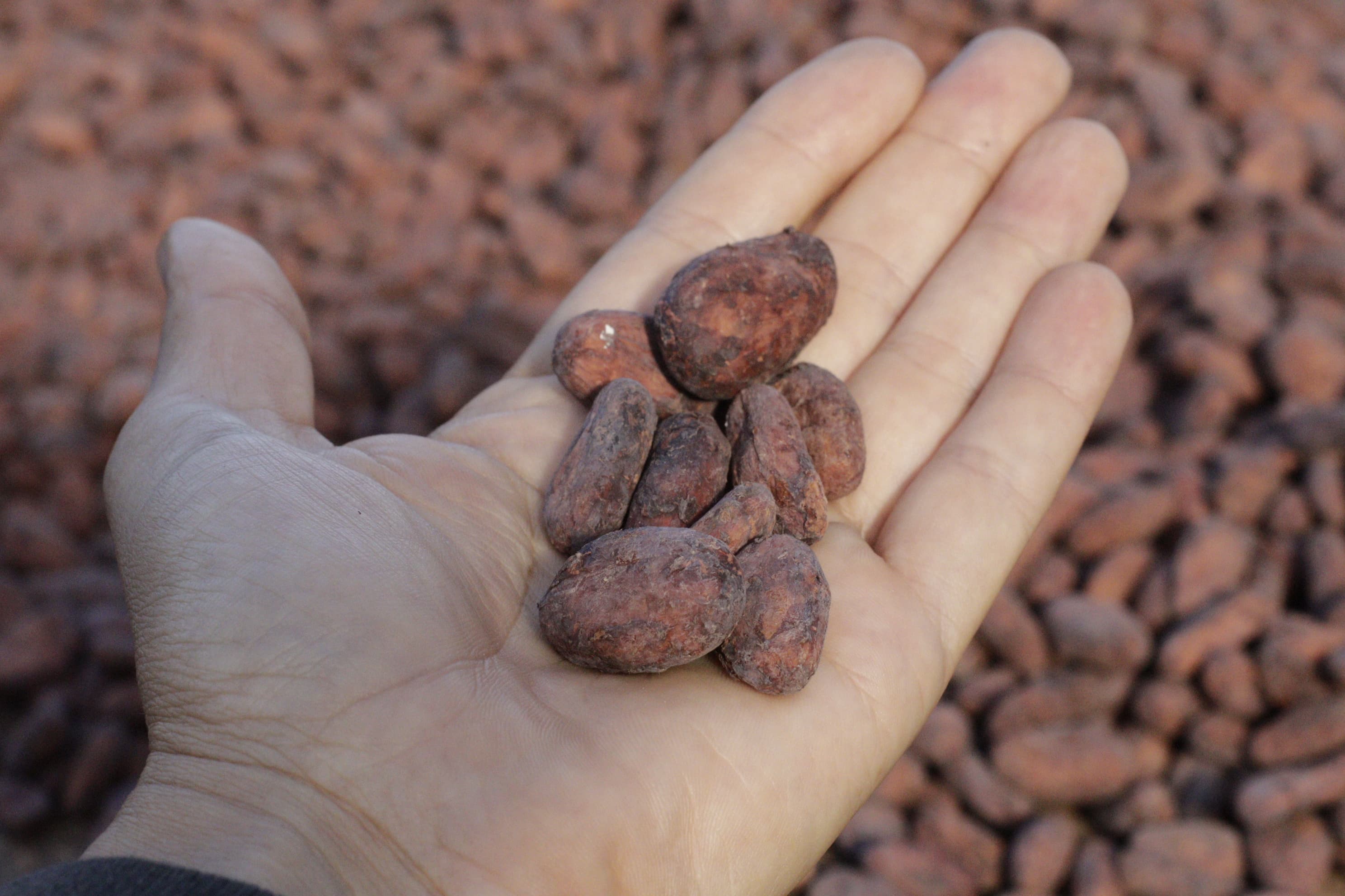 El Porvenir — cacao farm, Colombia