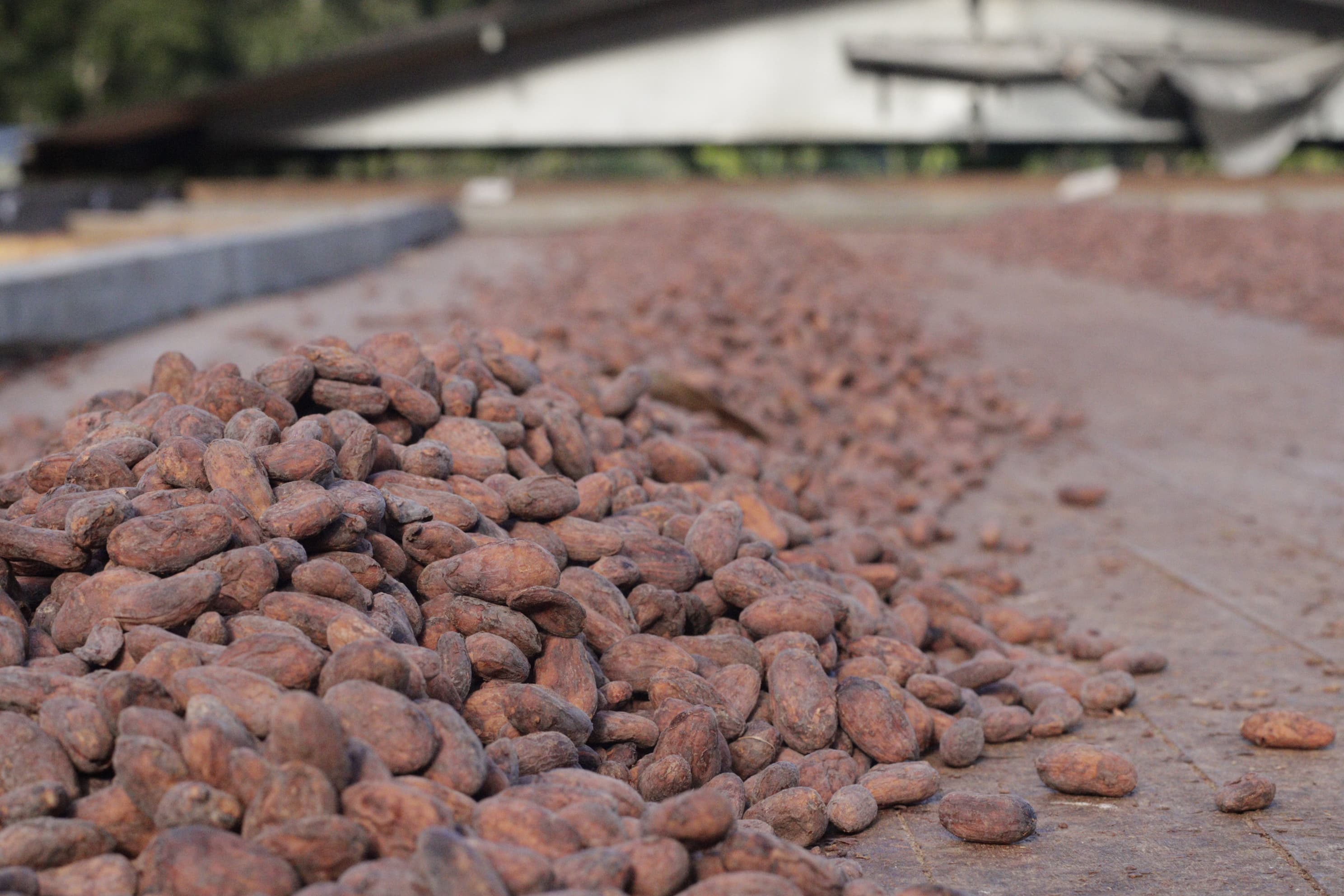 Sacred Seed — native cacao, Colombia